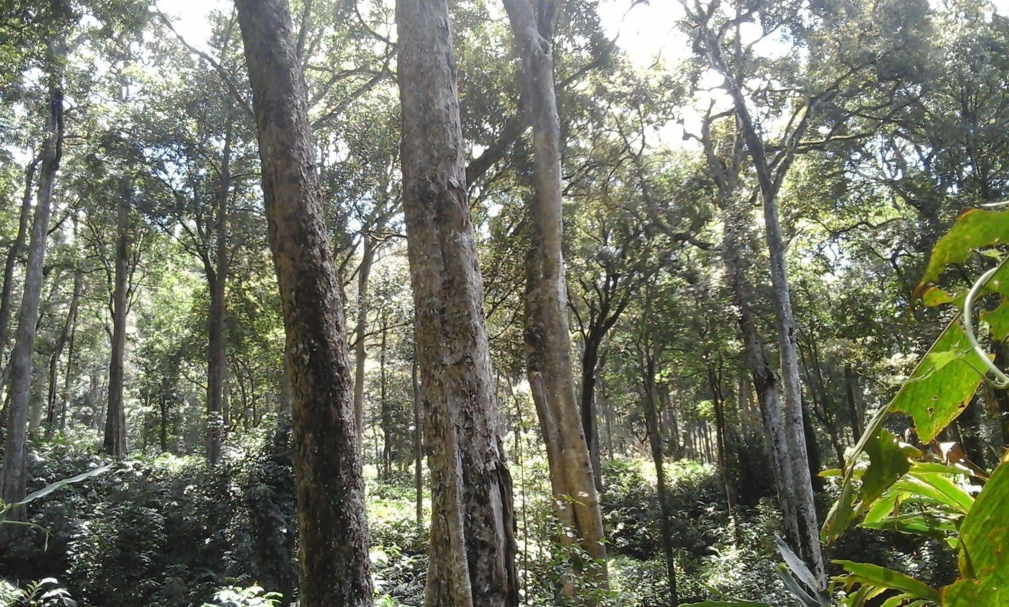 Ambady Estate Hotel Munnar Bagian luar foto